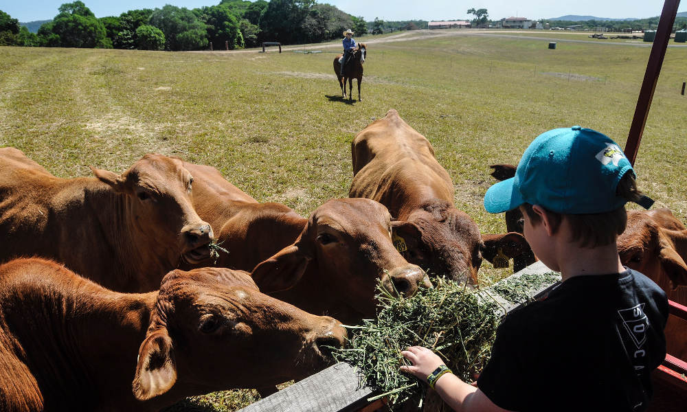 Kur Cow Farm ATV Tour, Horse Ride & Petting Zoo Entry 