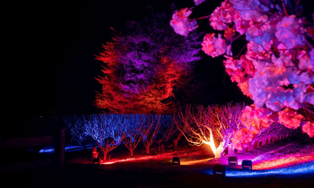 Yarra Valley Cherryhill Orchards Blossom By Light Festival - 2.5 Hours