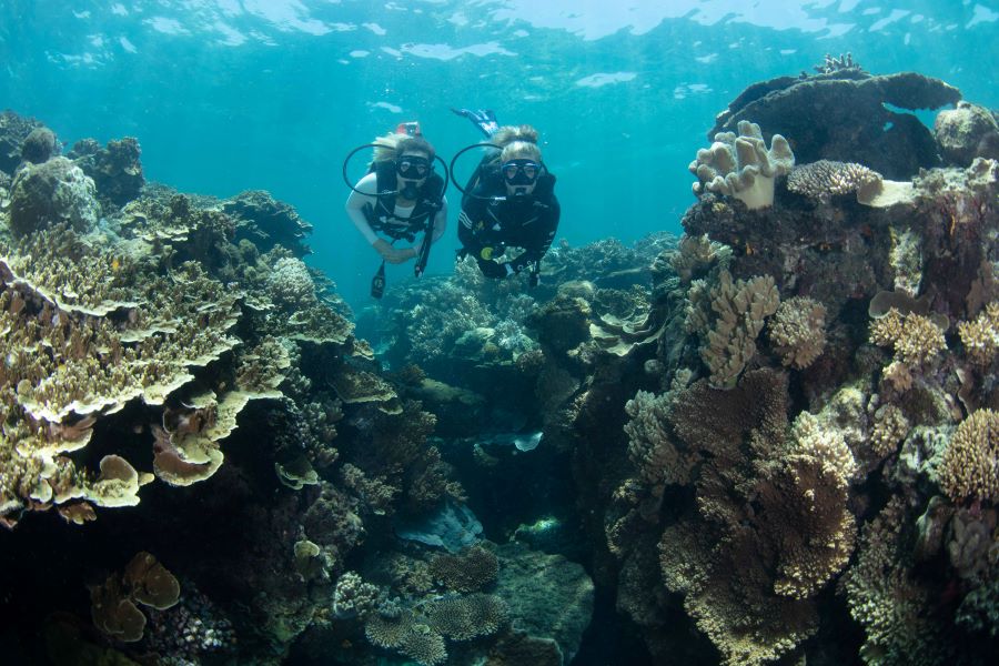 Great Barrier Reef Cruise to Moore Reef with Certified Dive & Lunch