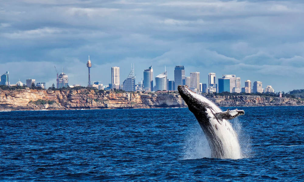 Sydney Whale Watching Cruise with BBQ Lunch