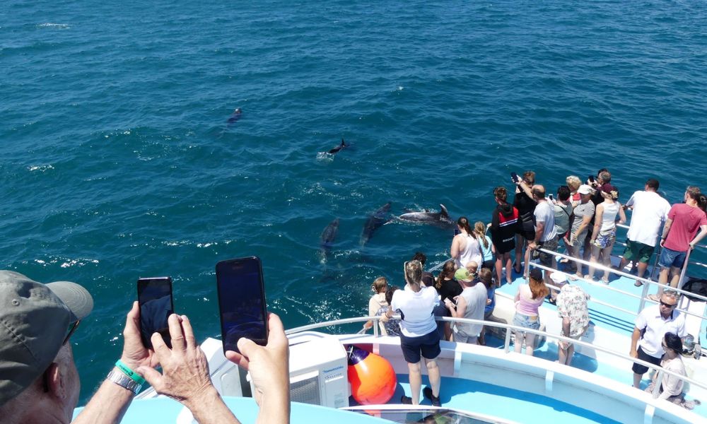 Half Day Tikapa Moana Whale & Dolphin Wildlife Cruise