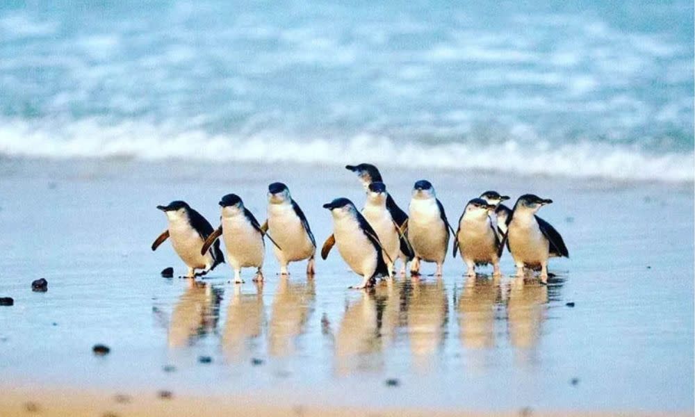 Phillip Island Wine Wildlife and Penguins Tour - Full Day