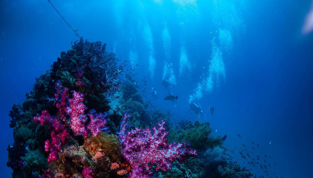 Yongala Wreck Dive Trip from Townsville and Magnetic Island