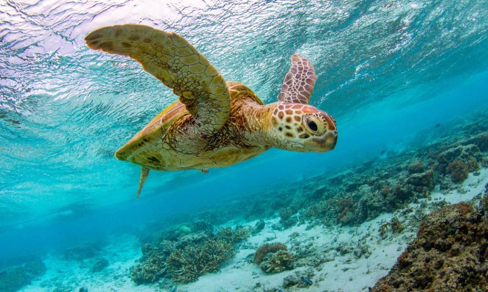 Lady Elliot Island Day Trip from Hervey Bay including Flights