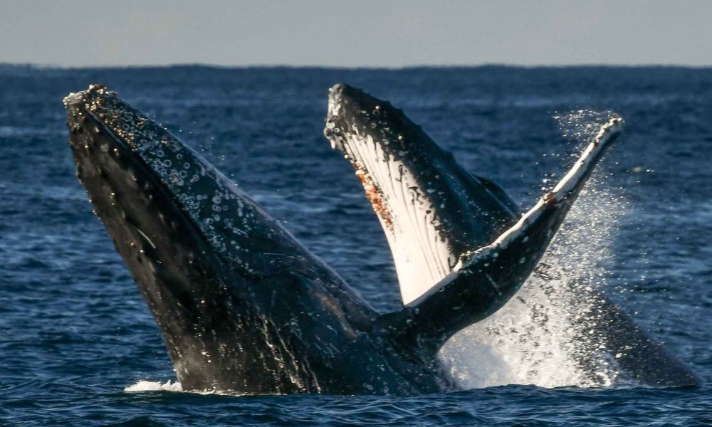 Gold Coast Whale Escape - Luxury Whale Watching Cruise