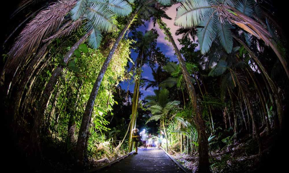Cairns Botanic Gardens Guided Night Walk - 2 Hours