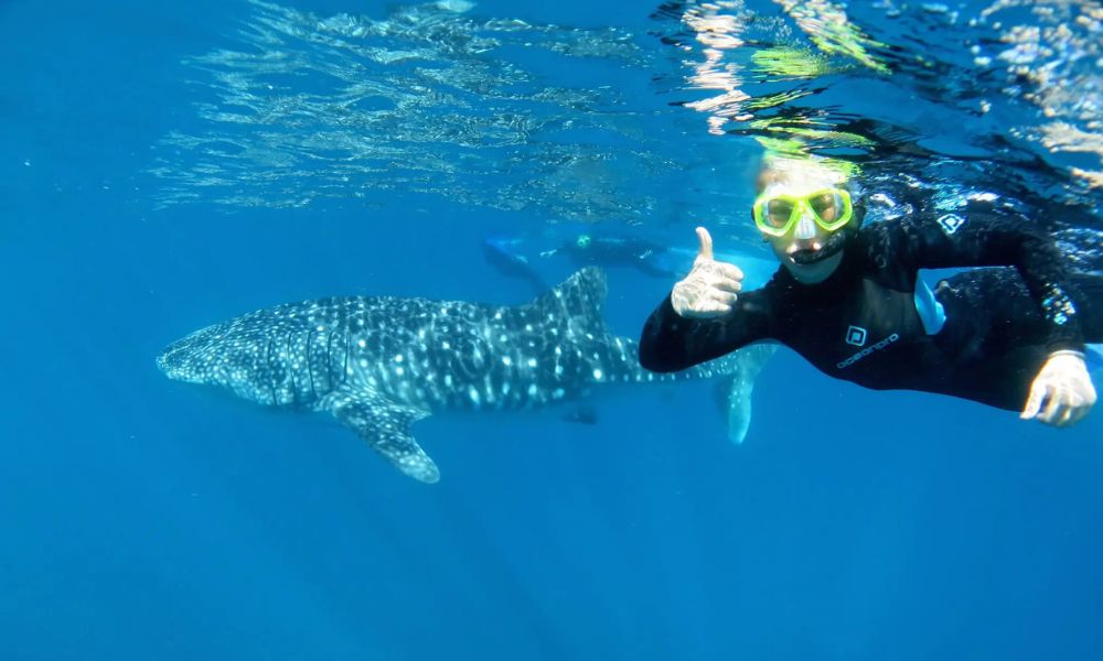 Whale Shark Swimming at Ningaloo Reef - Full Day