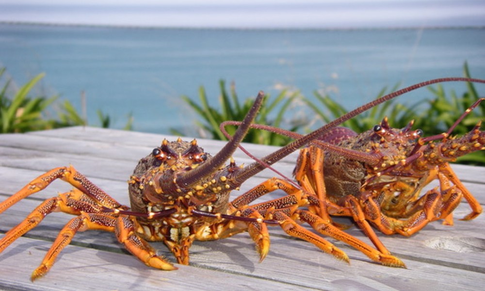 Fishing and Crayfishing Tour  