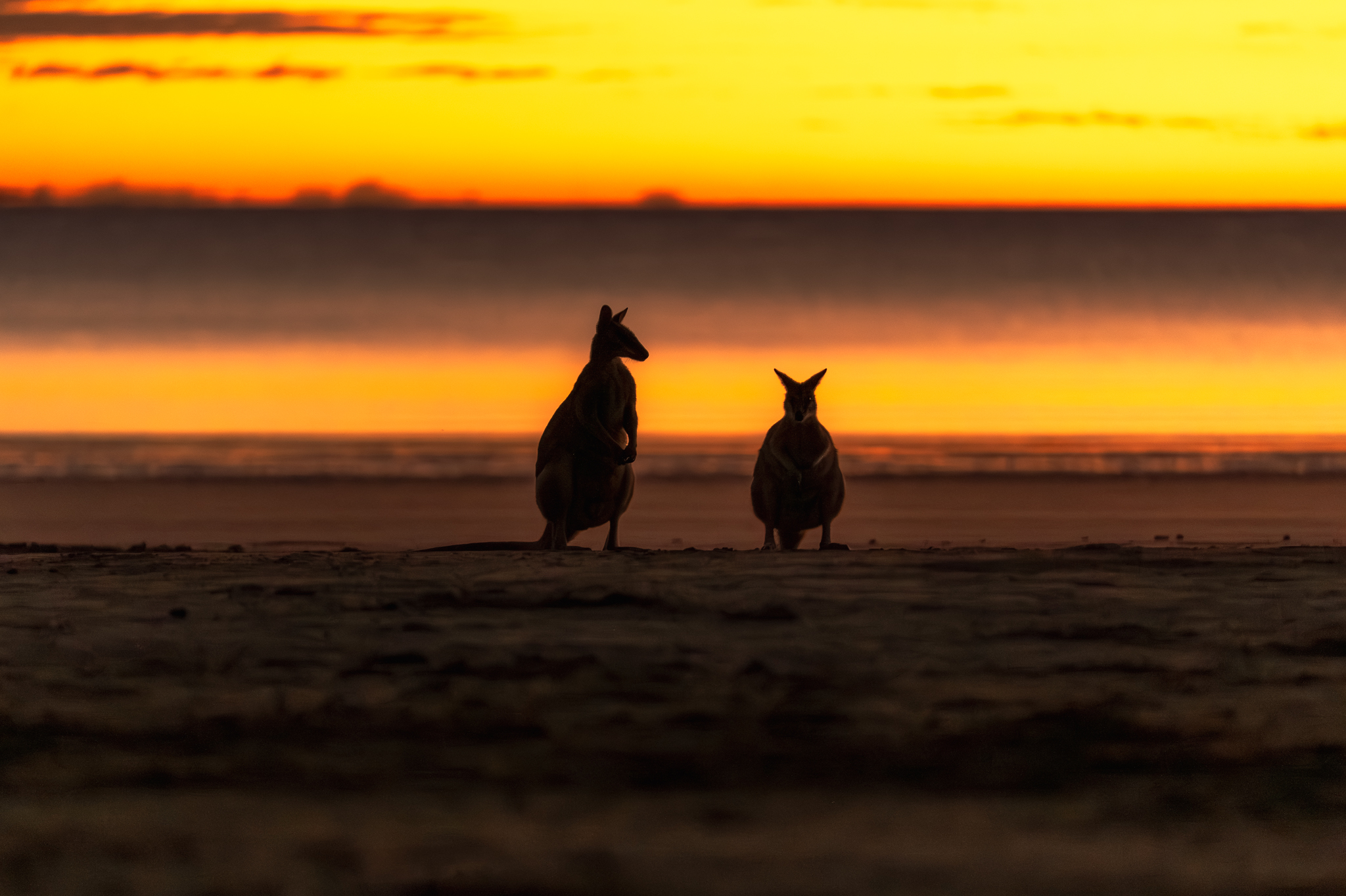 Cape Hillsborough Sunrise & Kangaroo Tour
