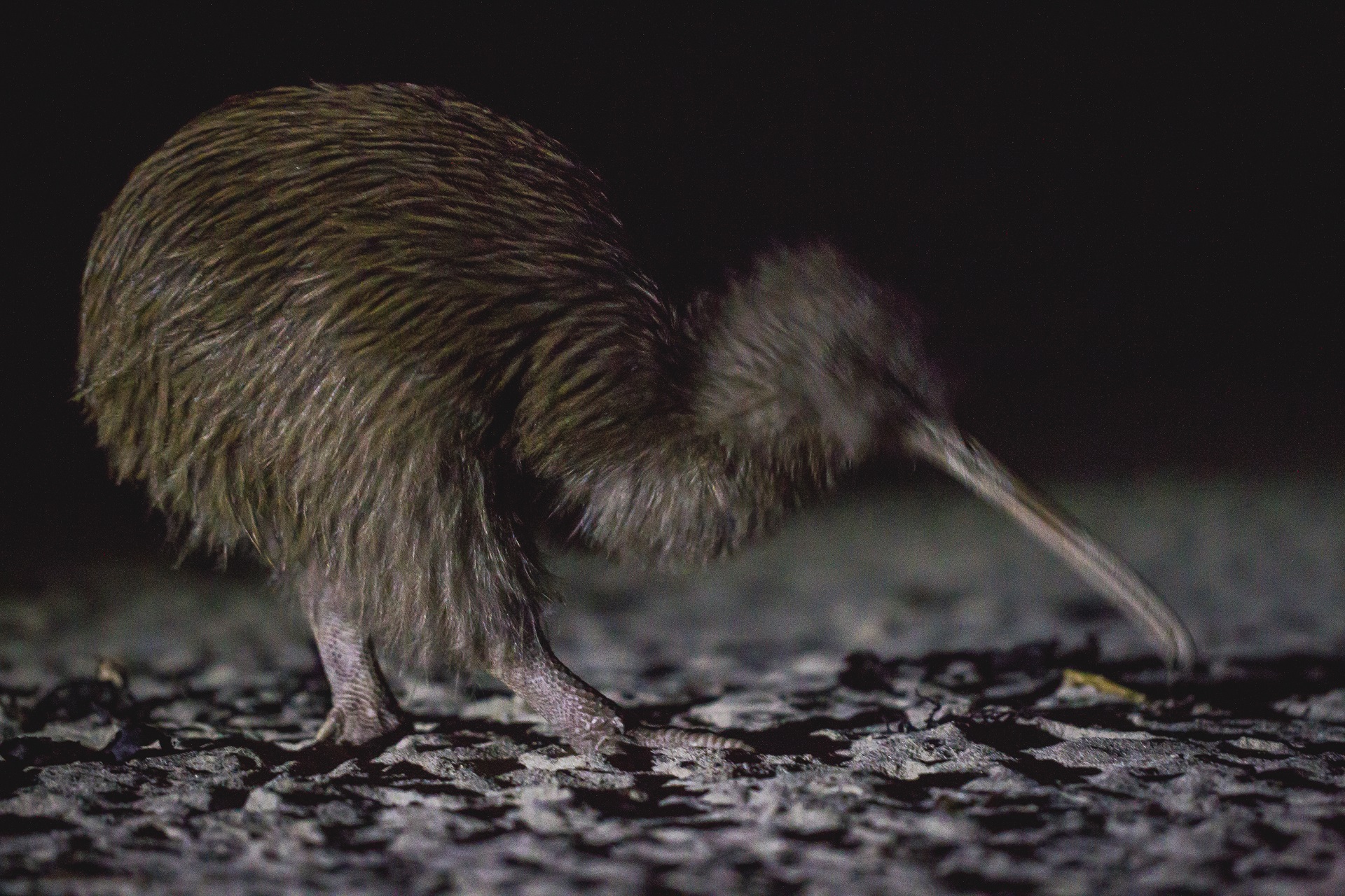 Wild Kiwi & Culture Encounter