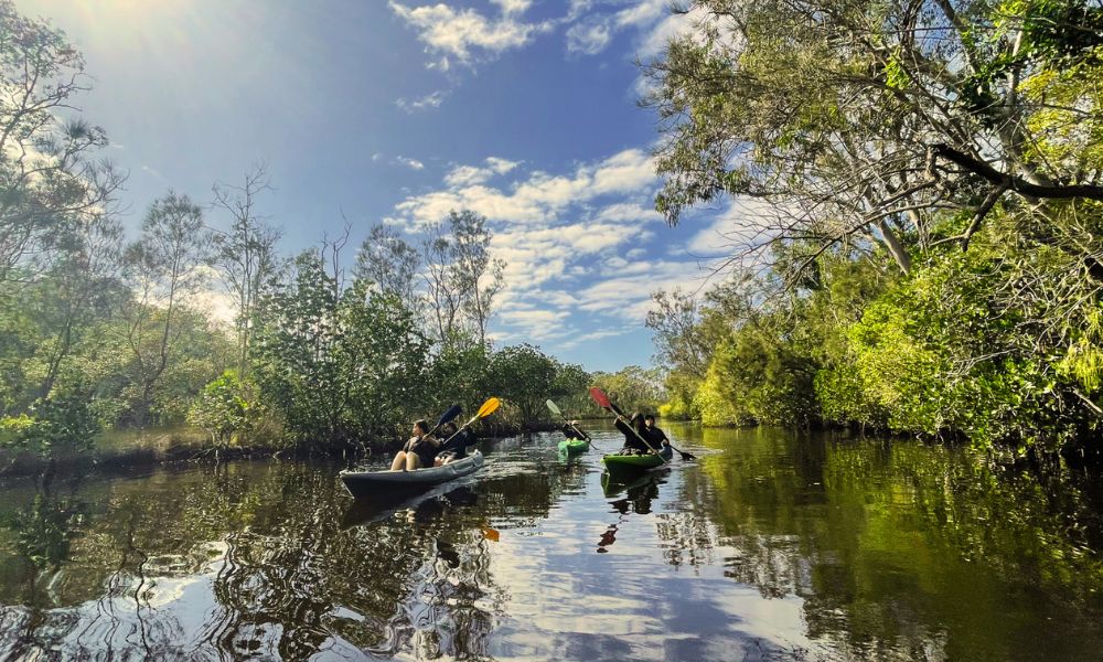 Noosa Everglades & Stingrays Kayak Adventure - 3 Hours
