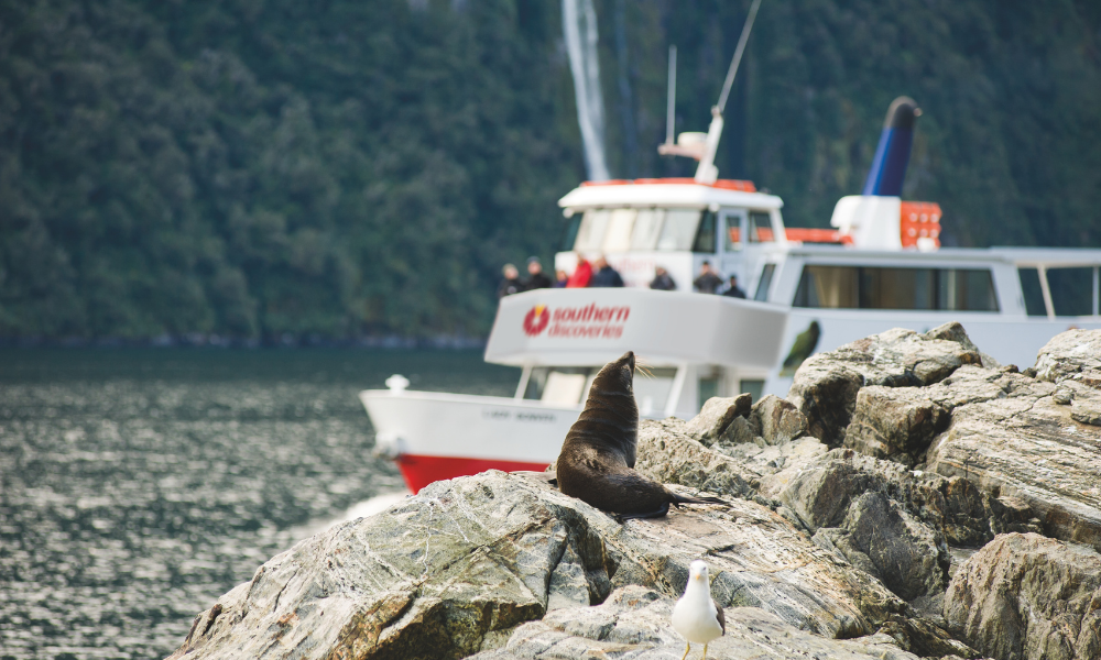Milford Sound, Wildlife, Waterfalls and Nature Guided Cruise