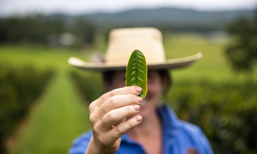 Private Cairns Tablelands Tasting Tour with Lunch - Full Day