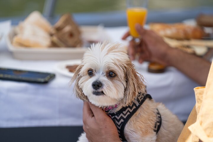 Mosman Dog Friendly Electric Picnic Boat Hire - 2 Hours