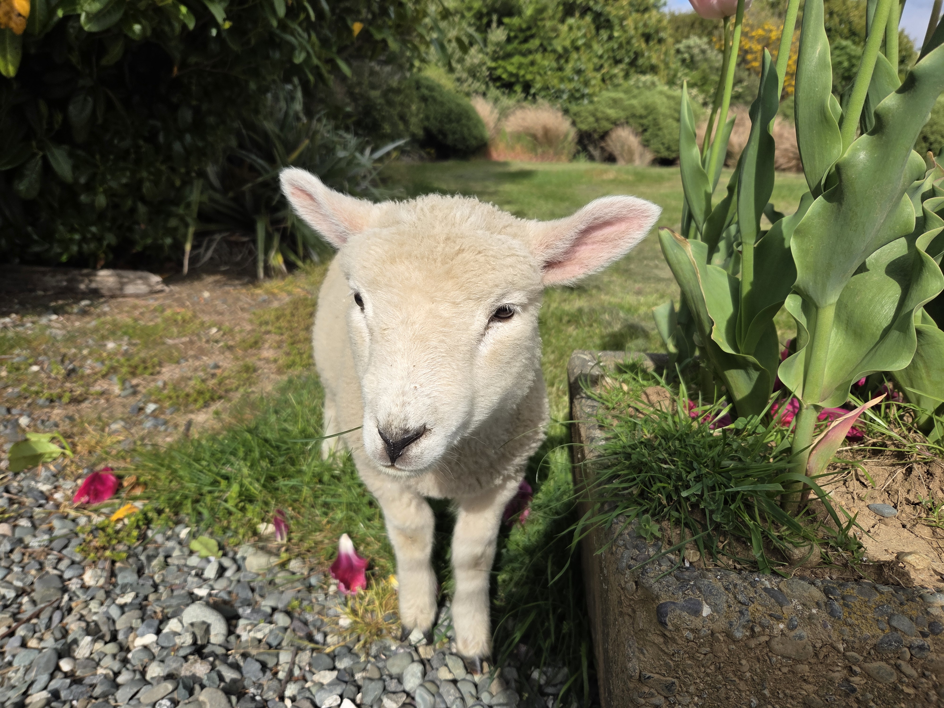 Milford Sound Cruise, Coach and Farm Tour - Full Day