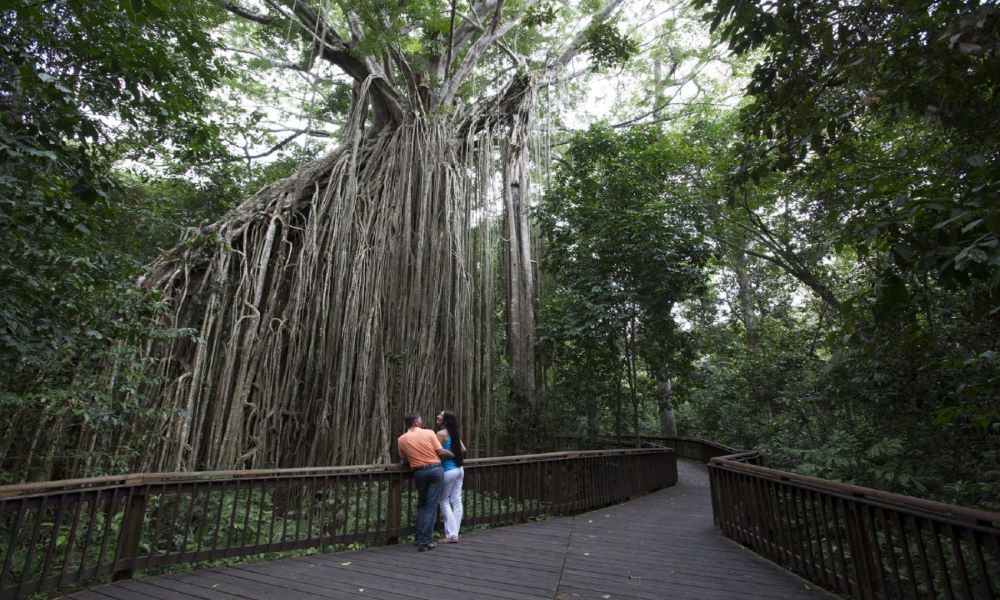 Yungabarra Heritage and Rainforest Tour From Cairns