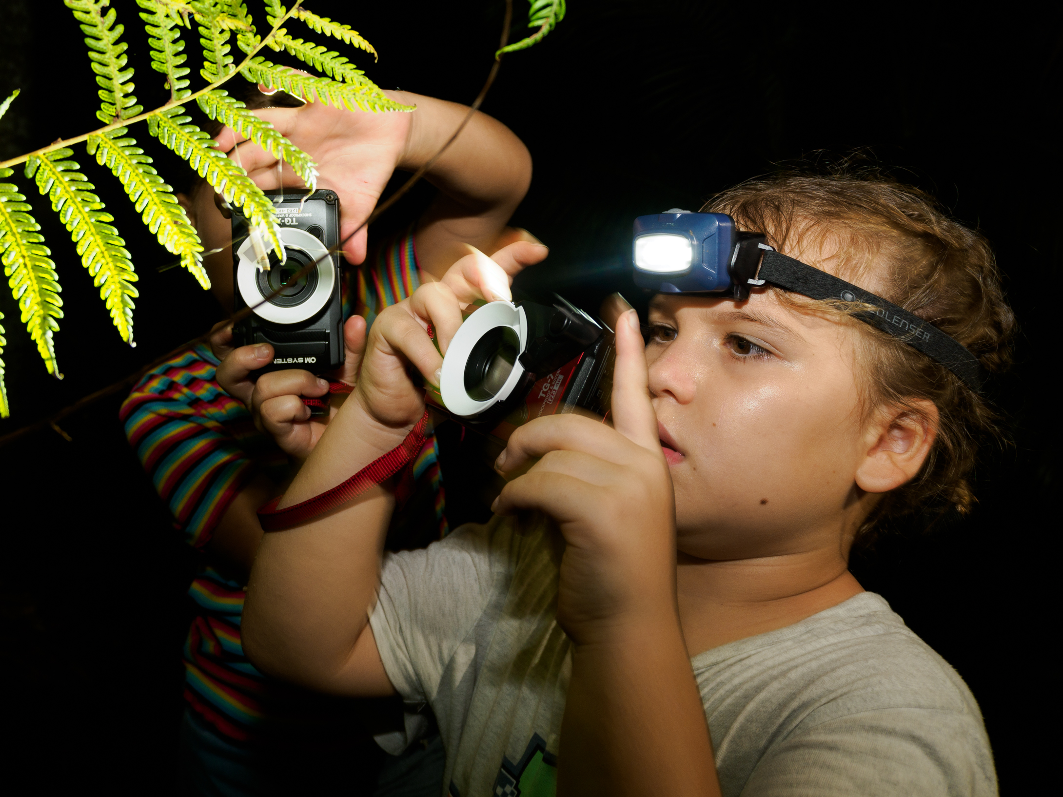 Cairns Botanic Gardens Night Walk Adventure - 1 Hour