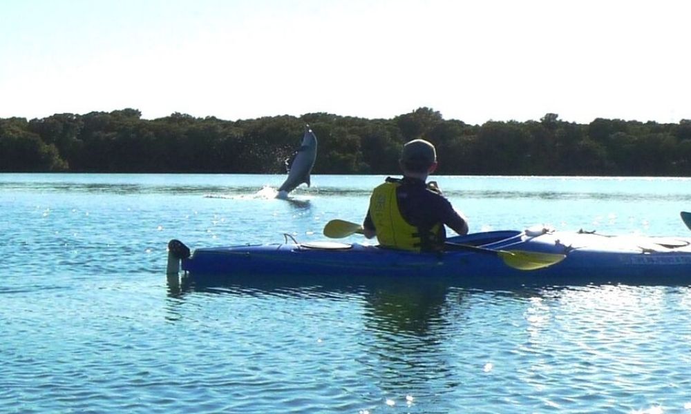 Dolphin Sanctuary & Ships Graveyard Kayak Tour