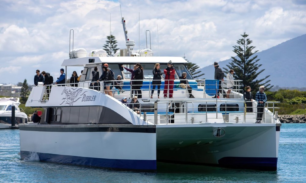 Sydney Whale Watching Adventure Cruise