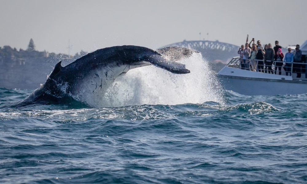 Sydney Whale Watching Adventure Cruise