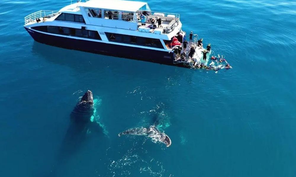 K'gari Fraser Island Tour with Whale Watching - Full Day