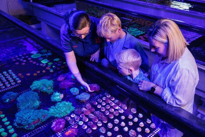 Bundaberg Guided Coral Farm Tour, Land Based - 1 Hour
