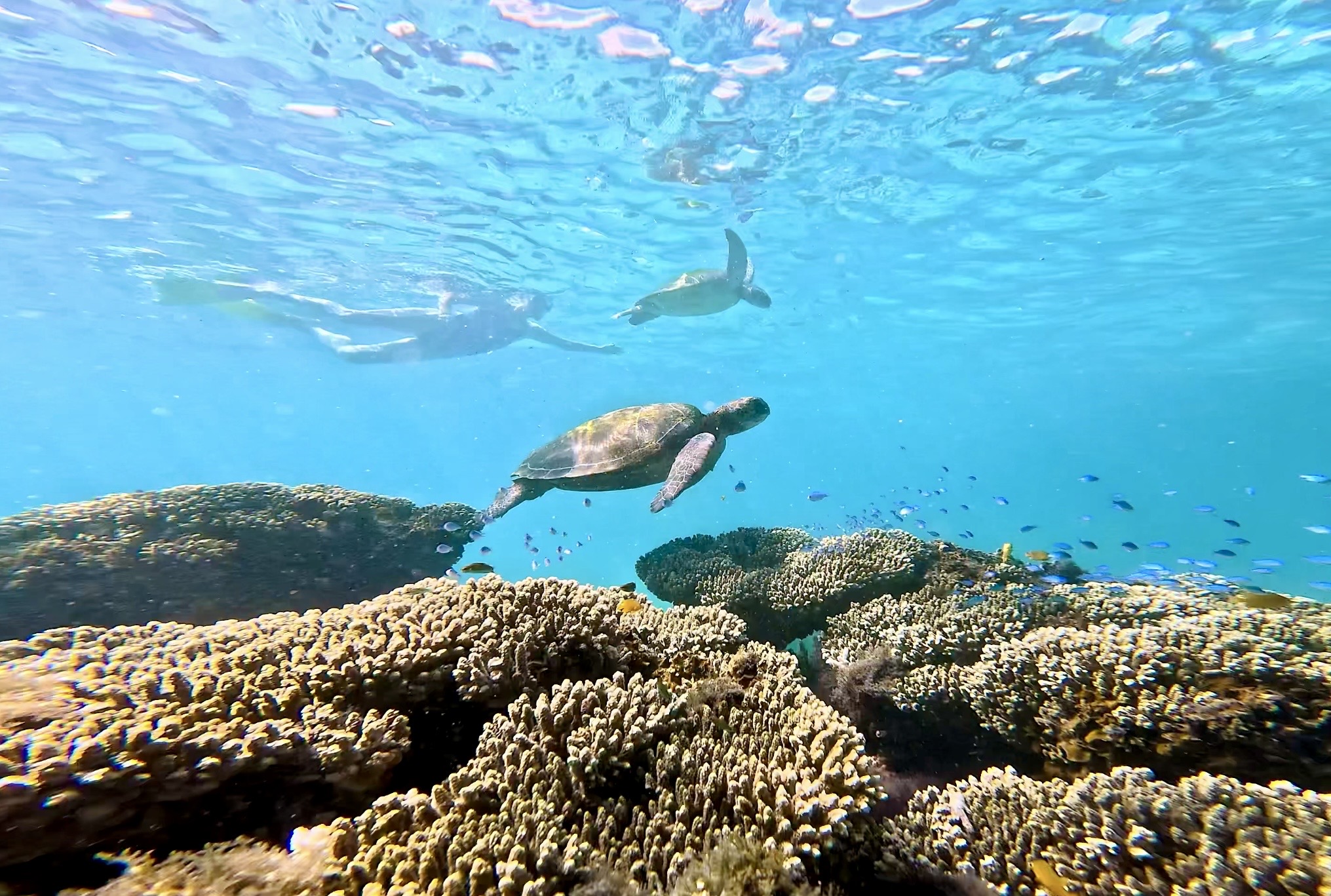 Coral Bay Ningaloo Reef Snorkel Tour - 3 Hours