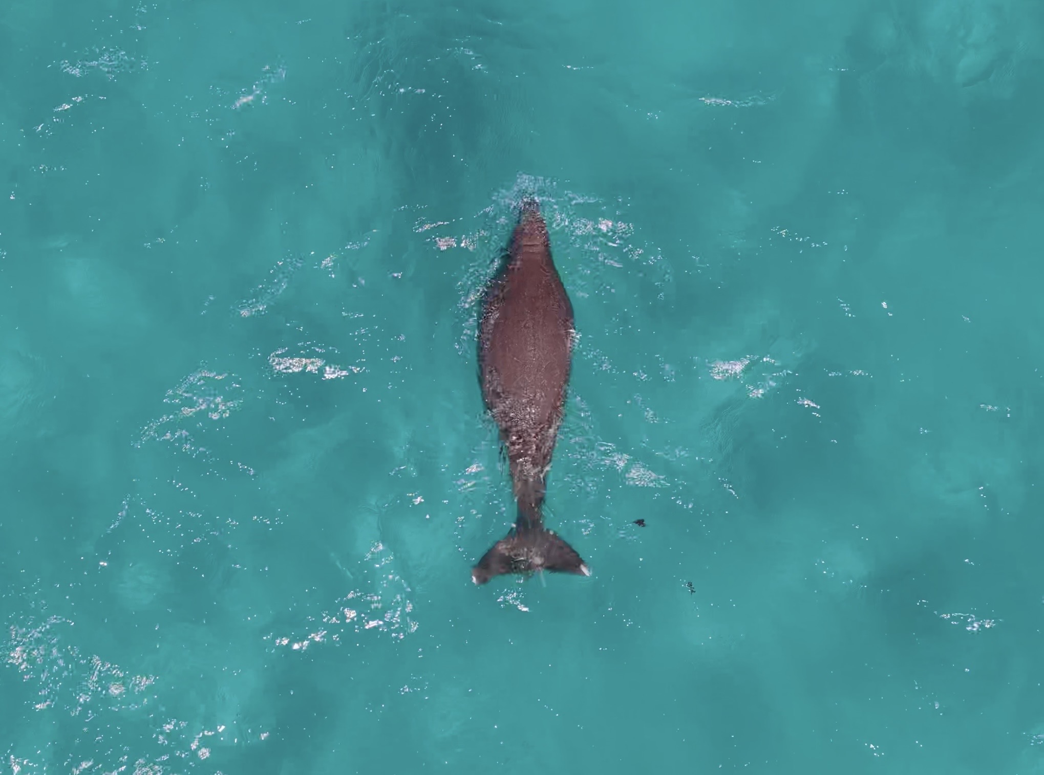 Coral Bay Whale Watching Cruise - 2.5 Hours