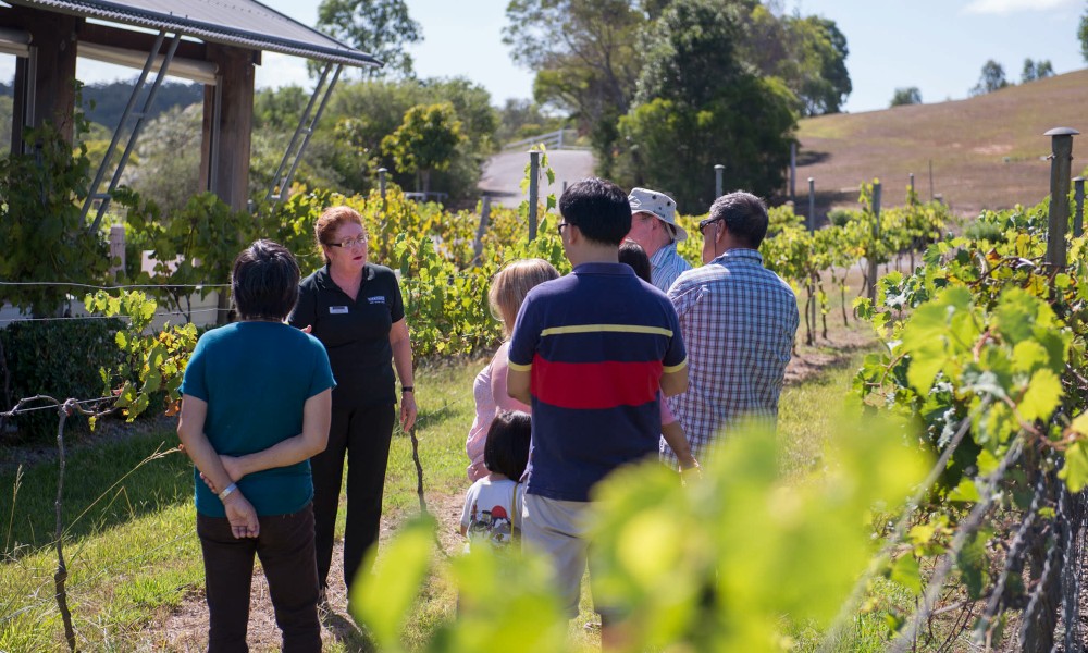 Winery Tour and Tasting with Gourmet Cheese Platter - For 2