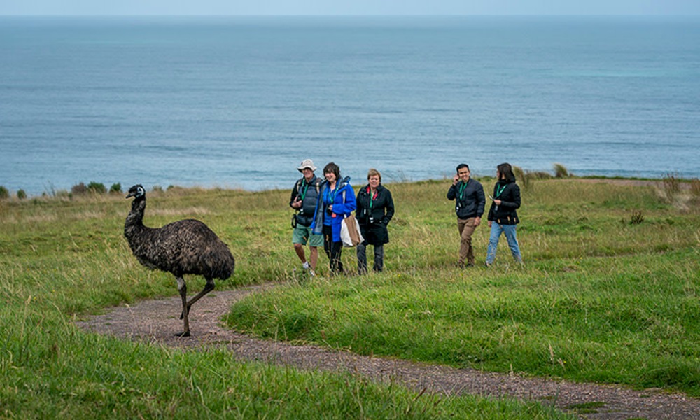 Great Ocean Road Guided Wildlife Walk - 75 Minutes