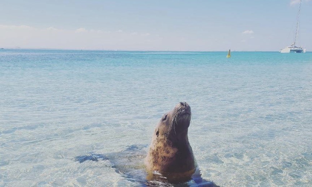 Carnac Island Snorkelling Tour with BBQ Brunch - 4 Hours