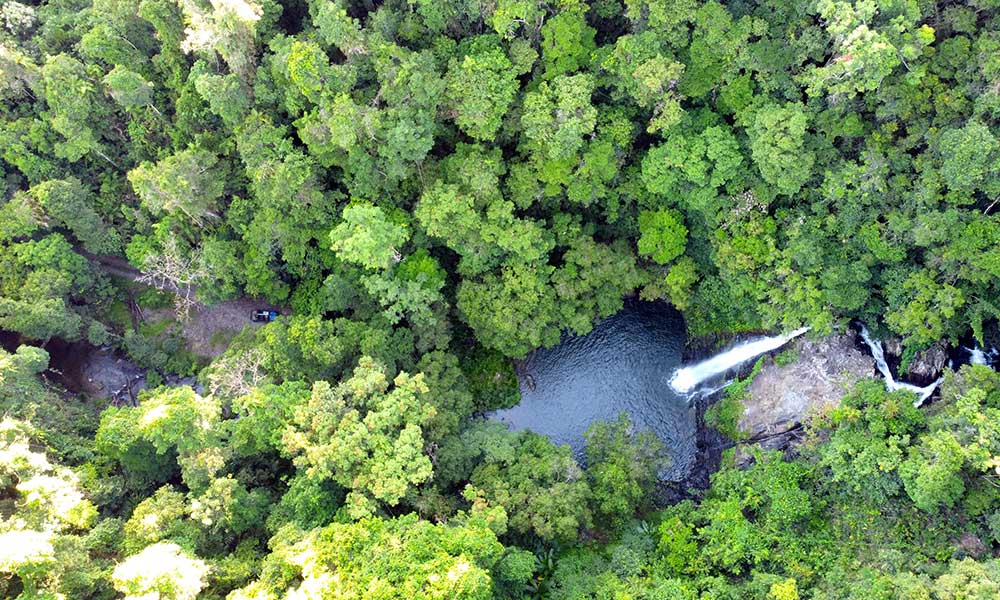 Daintree Rainforest & Cassowary Falls Tour - 90 Minutes