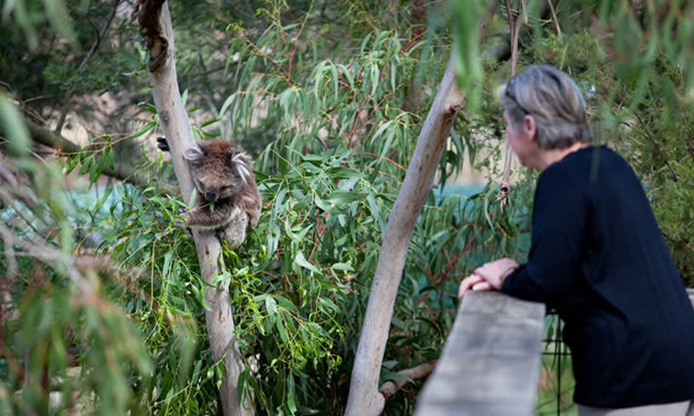 Phillip Island Koala Conservation Reserve Entry - Phillip Island Koala Conservation Reserve Entry