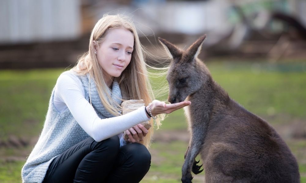 Bonorong Wildlife Park and Richmond Tour from Hobart