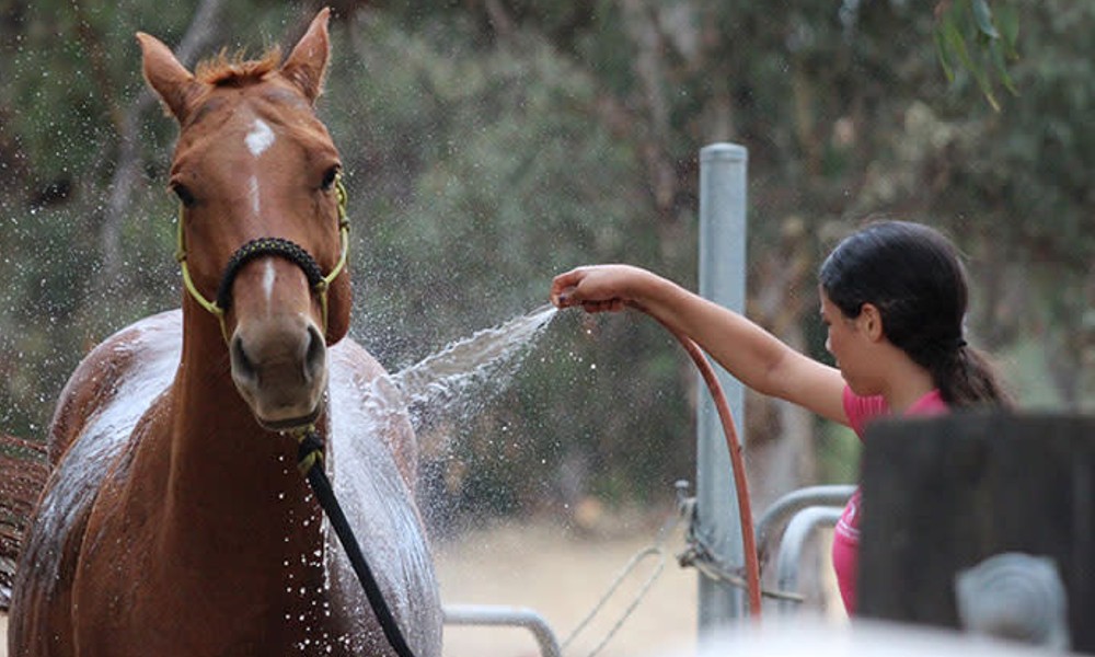 Jarrahdale Adult Private Horse Riding Lesson - 1 Hour