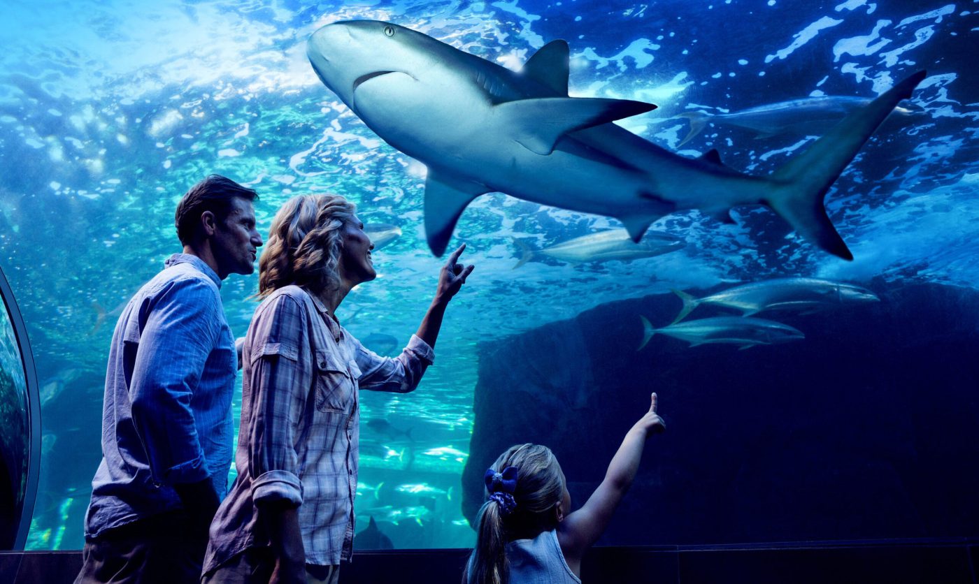 Adrenaline Night Aquarium Tour, 90 Minutes - Cairns