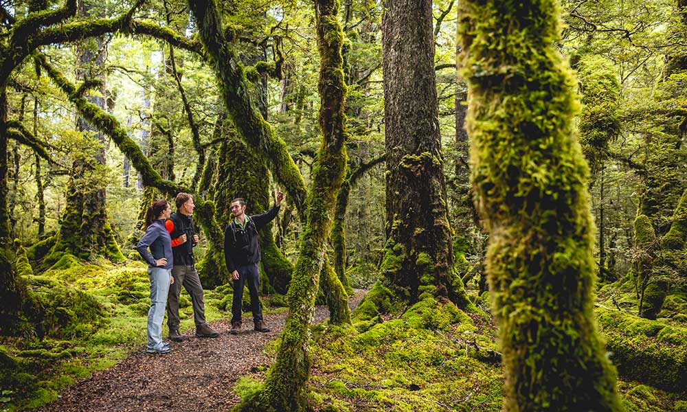 Milford Cruise and Guided Walk in Fiordland National Park