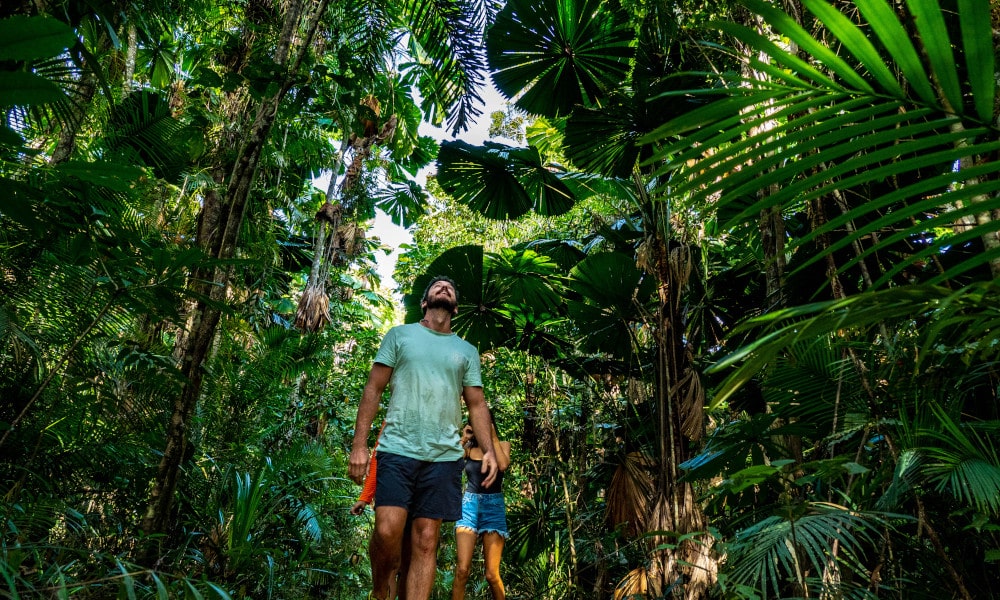 Daintree Rainforest Tour with Ziplining Adventure and Croc Cruise 