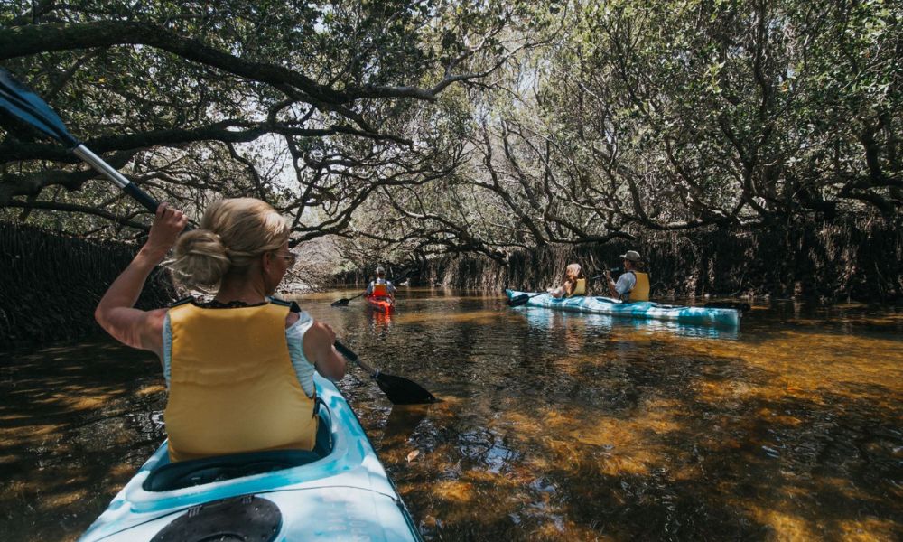 Dolphin Sanctuary Kayaking Eco Tour