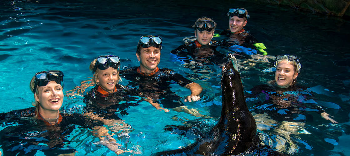 Seal Swim at SEA LIFE Sunshine Coast