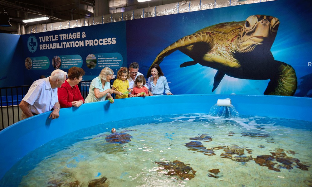 Cairns Aquarium Entry Ticket and Turtle Hospital Tour