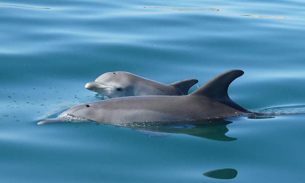 Dolphin Discovery Eco Cruise - 90 Minutes