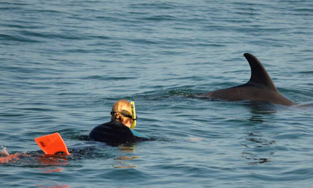 Swim with Wild Dolphins in Bunbury - Summer Season