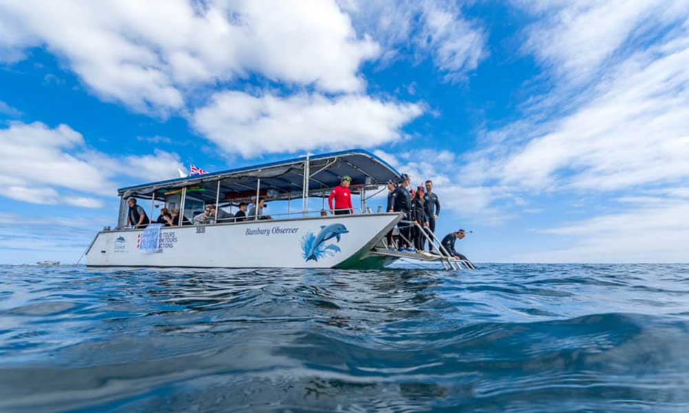 Swim with Wild Dolphins in Bunbury - Summer Season