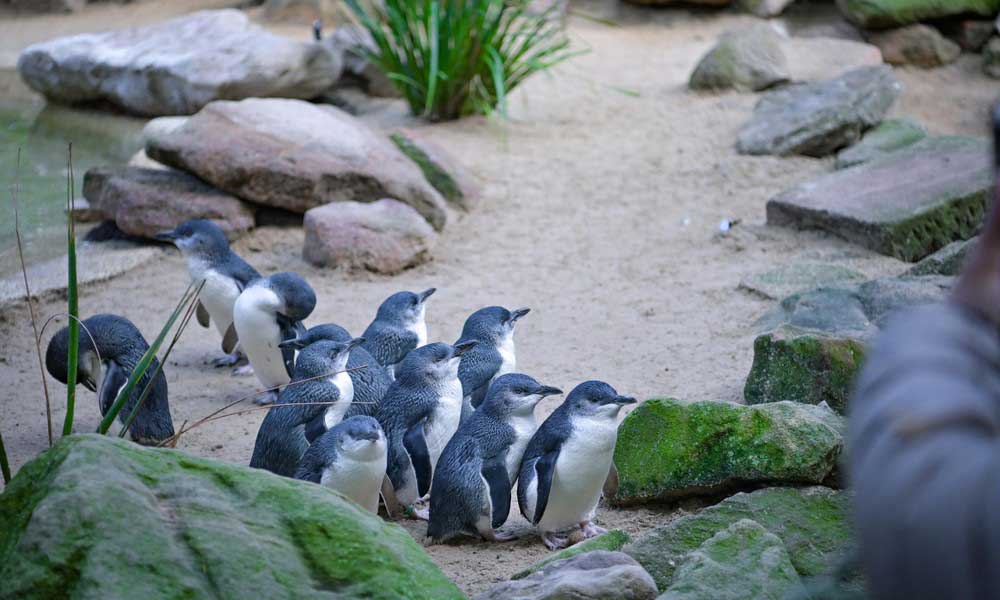 Featherdale Wildlife Park Penguin Encounter