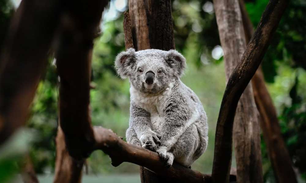 Featherdale Wildlife Park Koala Kindy Encounter
