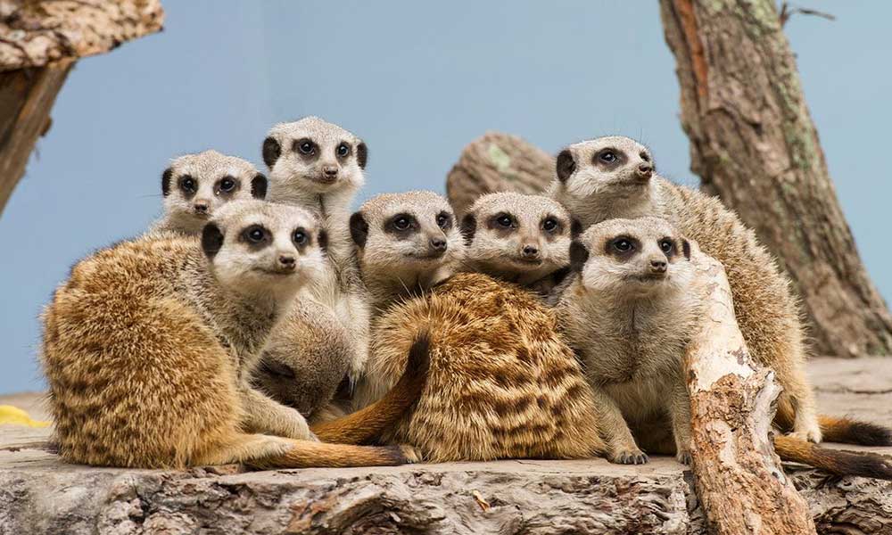 Meerkat Encounter at Mogo Wildlife Park