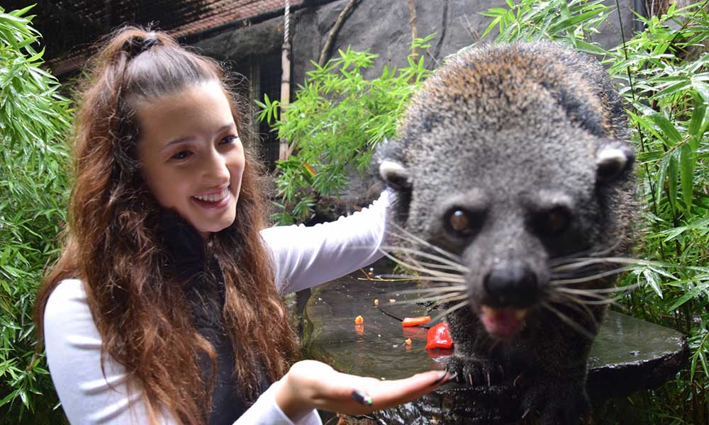 Binturong Encounter at Mogo Wildlife Park