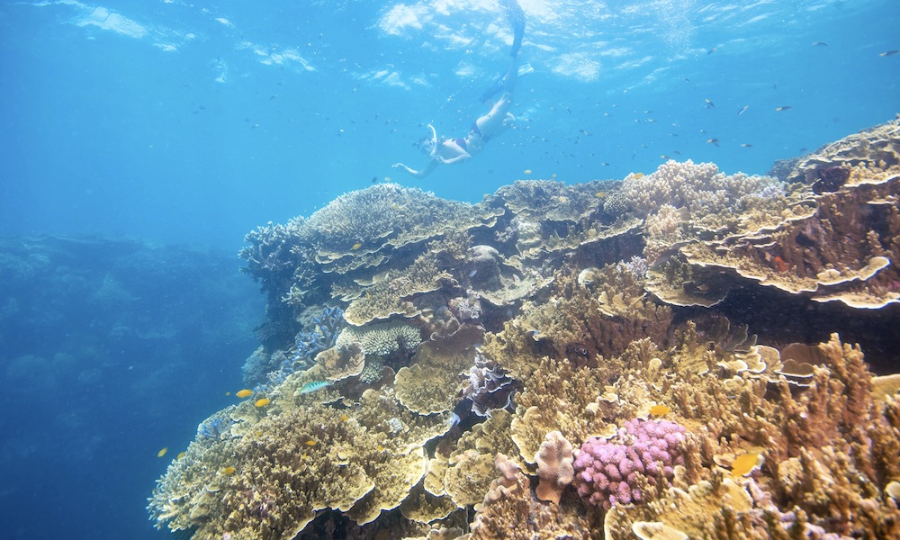 Great Barrier Reef Cruise to Sunlover Reef Cruises Pontoon - Moore Reef Day Trip