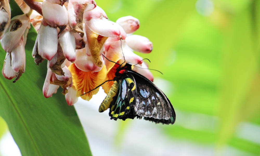 Australian Butterfly Sanctuary Entry Tickets